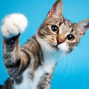Profile photo of Alice